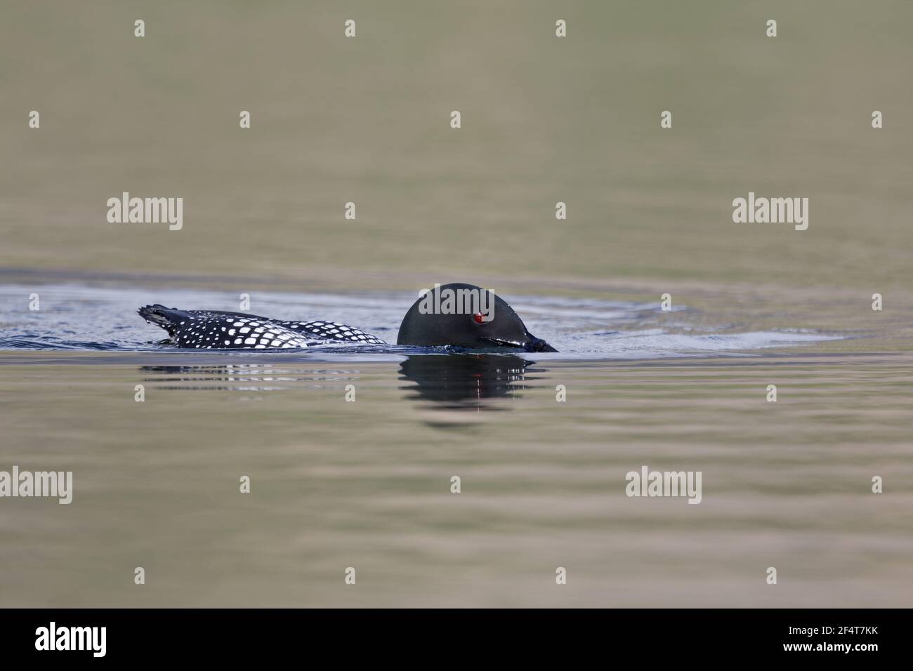 Great Northern Diver Gavia immer Islanda BI025946 Foto Stock