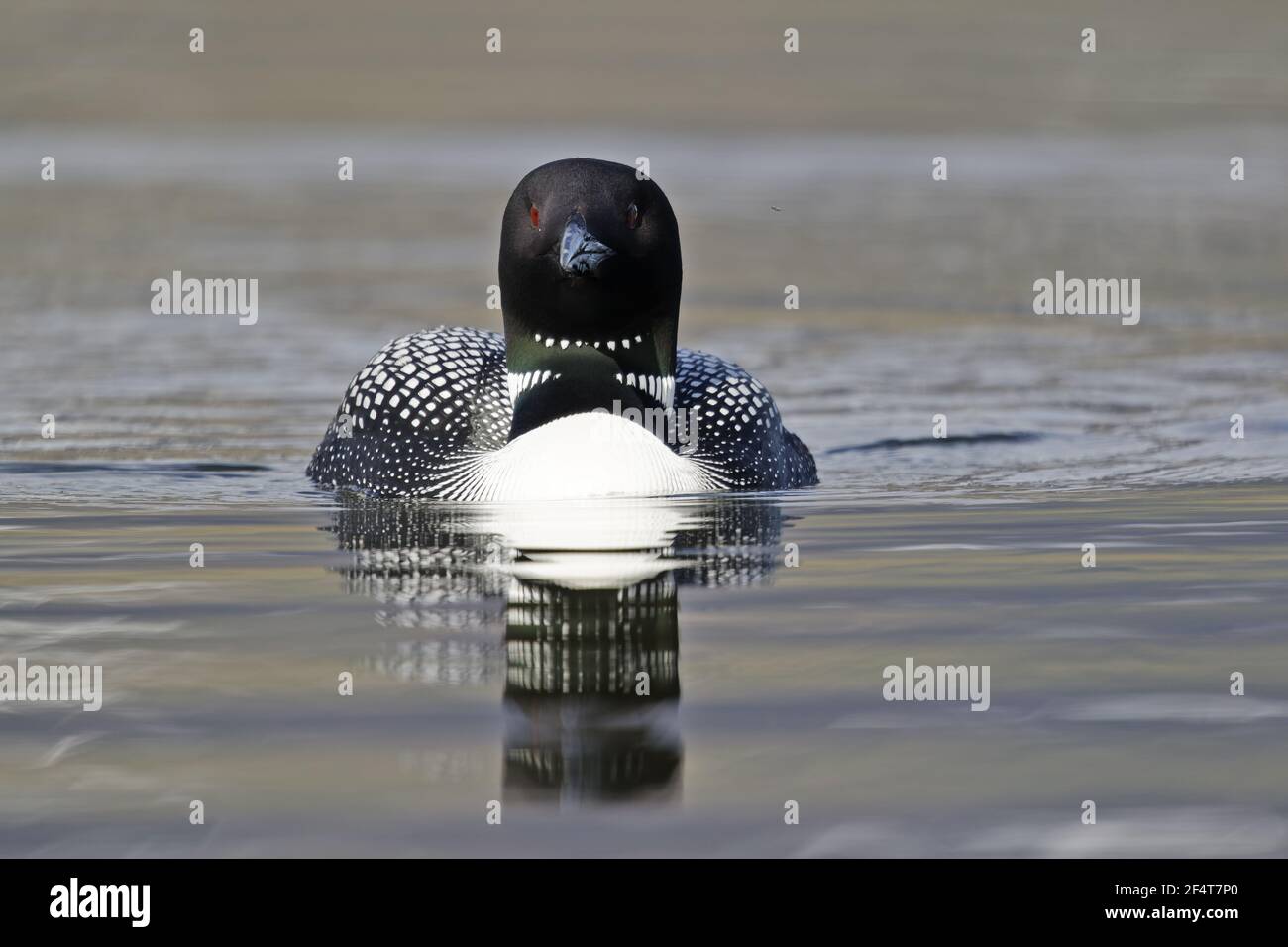Great Northern Diver Gavia immer Islanda BI025948 Foto Stock