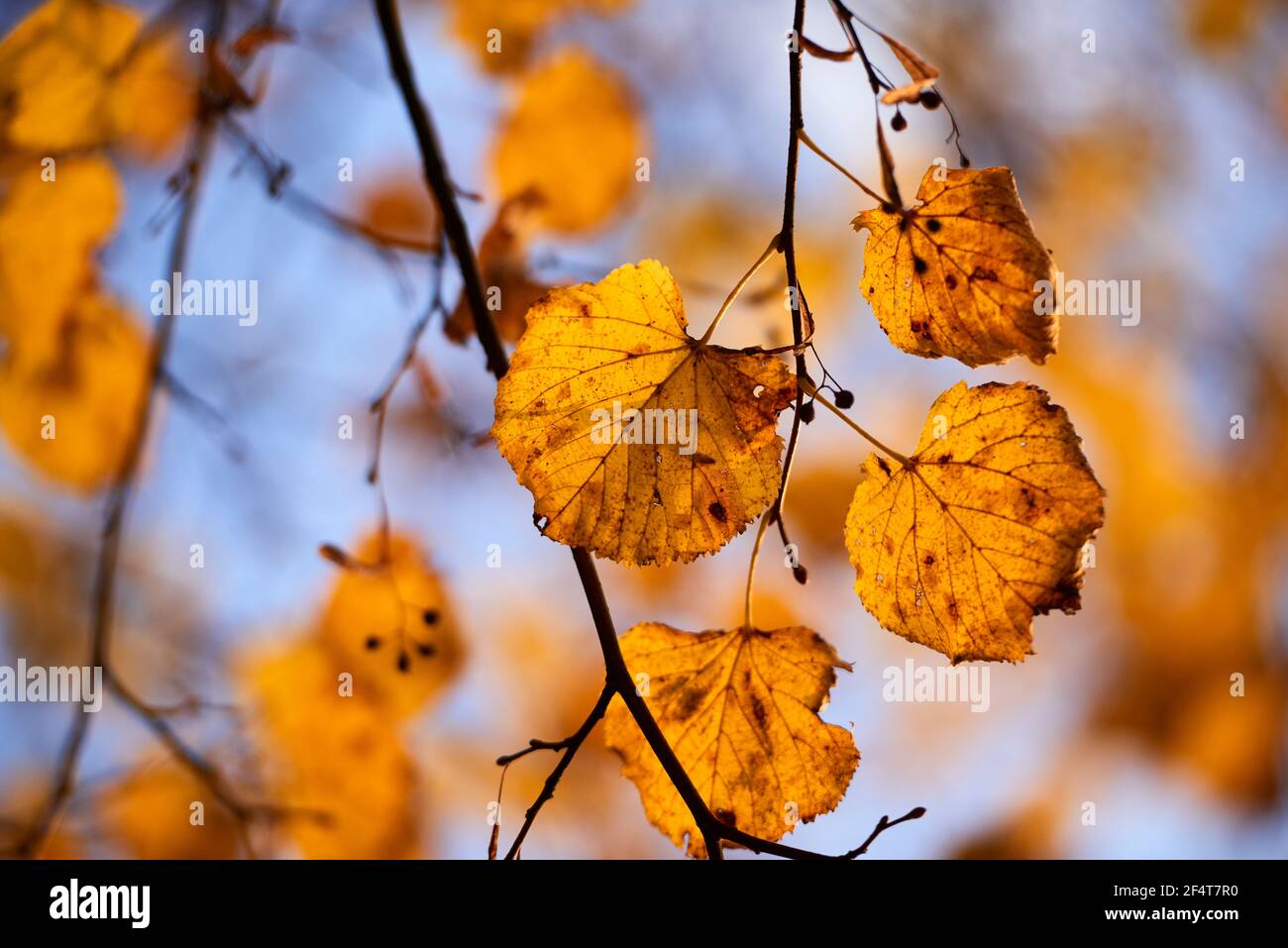 Geografia / viaggio, Austria, Vienna, foglie gialle verso il cielo blu, Additional-Rights-Clearance-Info-Not-Available Foto Stock