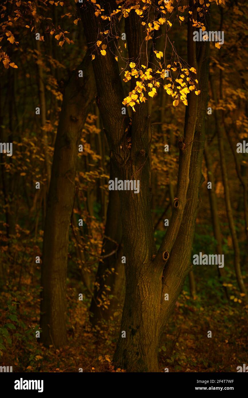 Geografia / viaggio, Austria, Vienna, foglie gialle nella foresta oscura, Additional-Rights-Clearance-Info-Not-Available Foto Stock