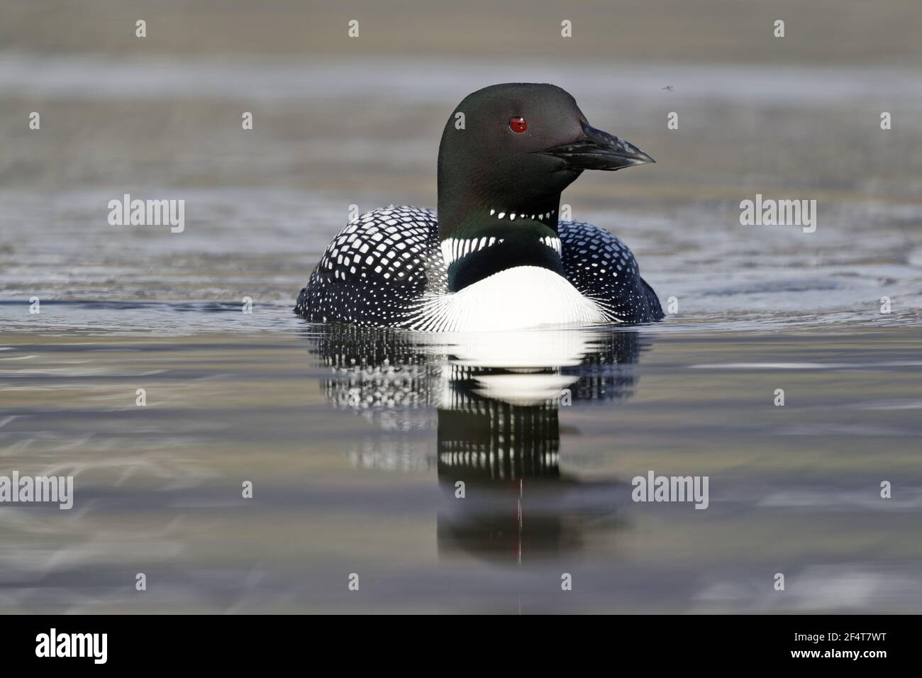Great Northern Diver Gavia immer Islanda BI025949 Foto Stock