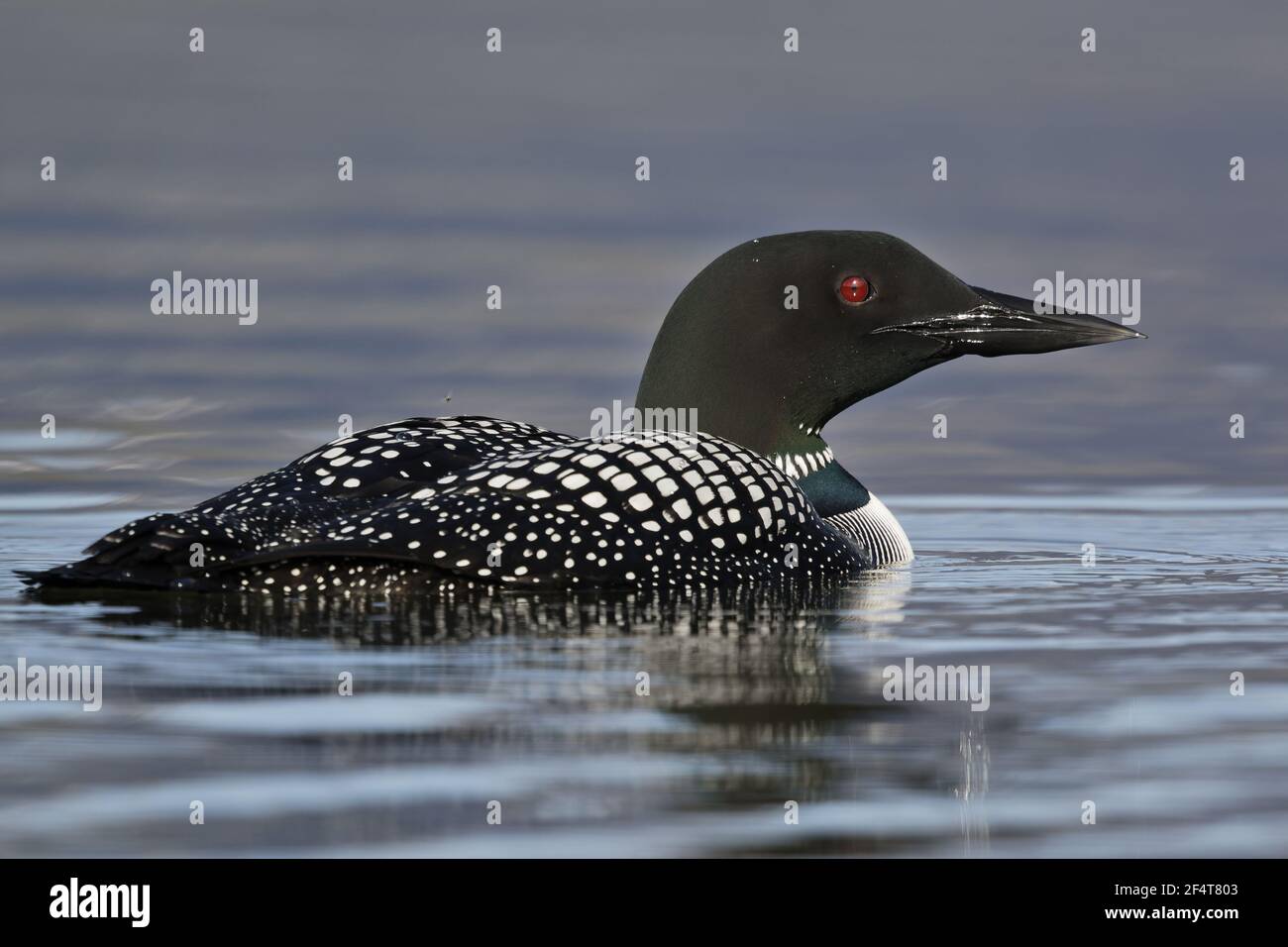 Great Northern Diver Gavia immer Islanda BI025950 Foto Stock