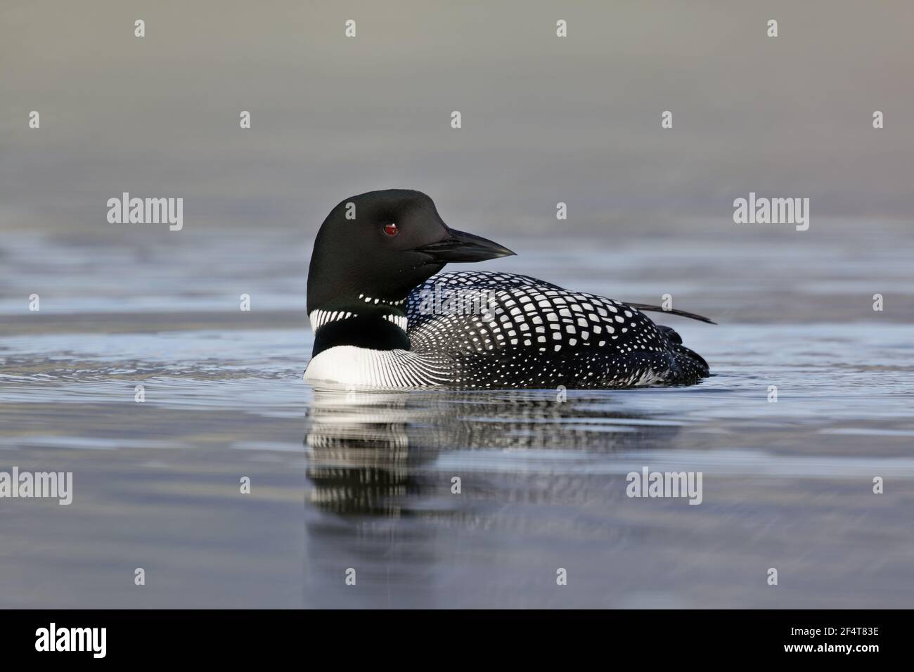 Great Northern Diver Gavia immer Islanda BI025952 Foto Stock