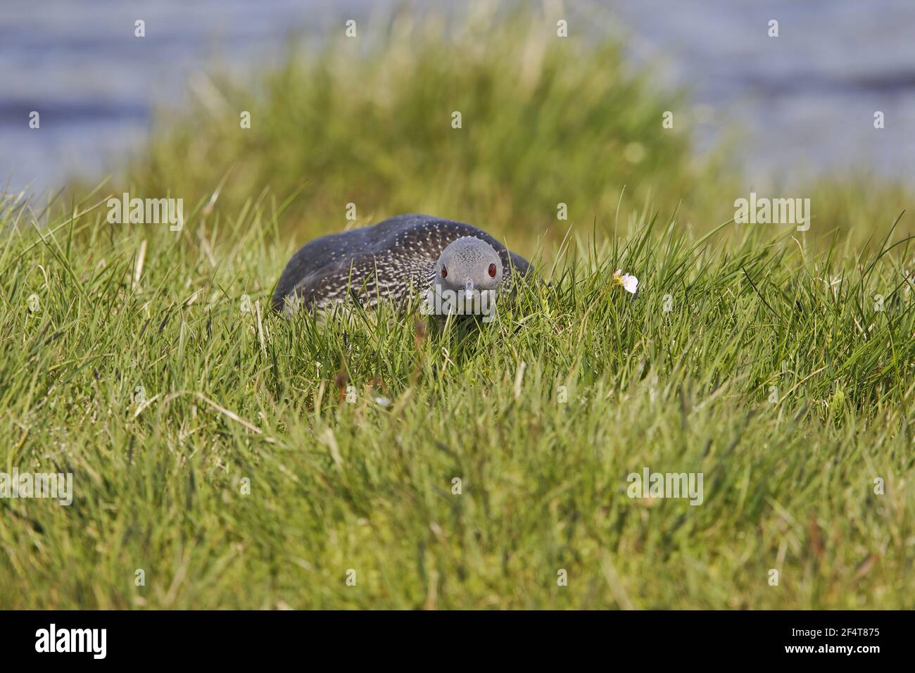Rosso-throated Diver - su nest Gavia stellata Islanda BI025954 Foto Stock