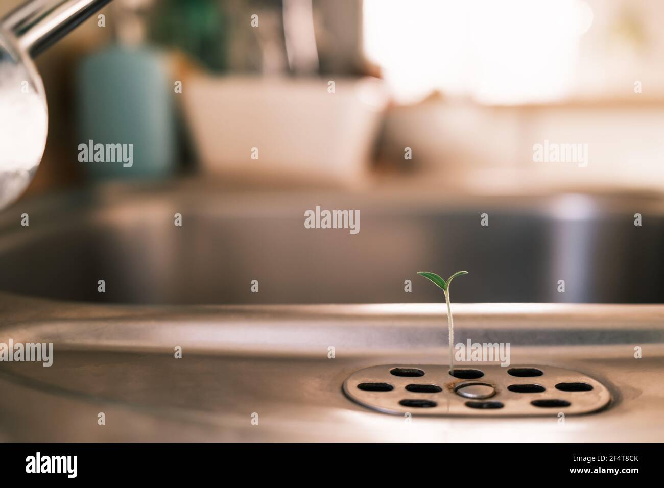 Piccolo sedimento di pomodoro che cresce dallo scarico di un lavandino metallico in cucina. Concetto di crescita, speranza, forza o vita nuova. Colori caldi, macro. Foto Stock