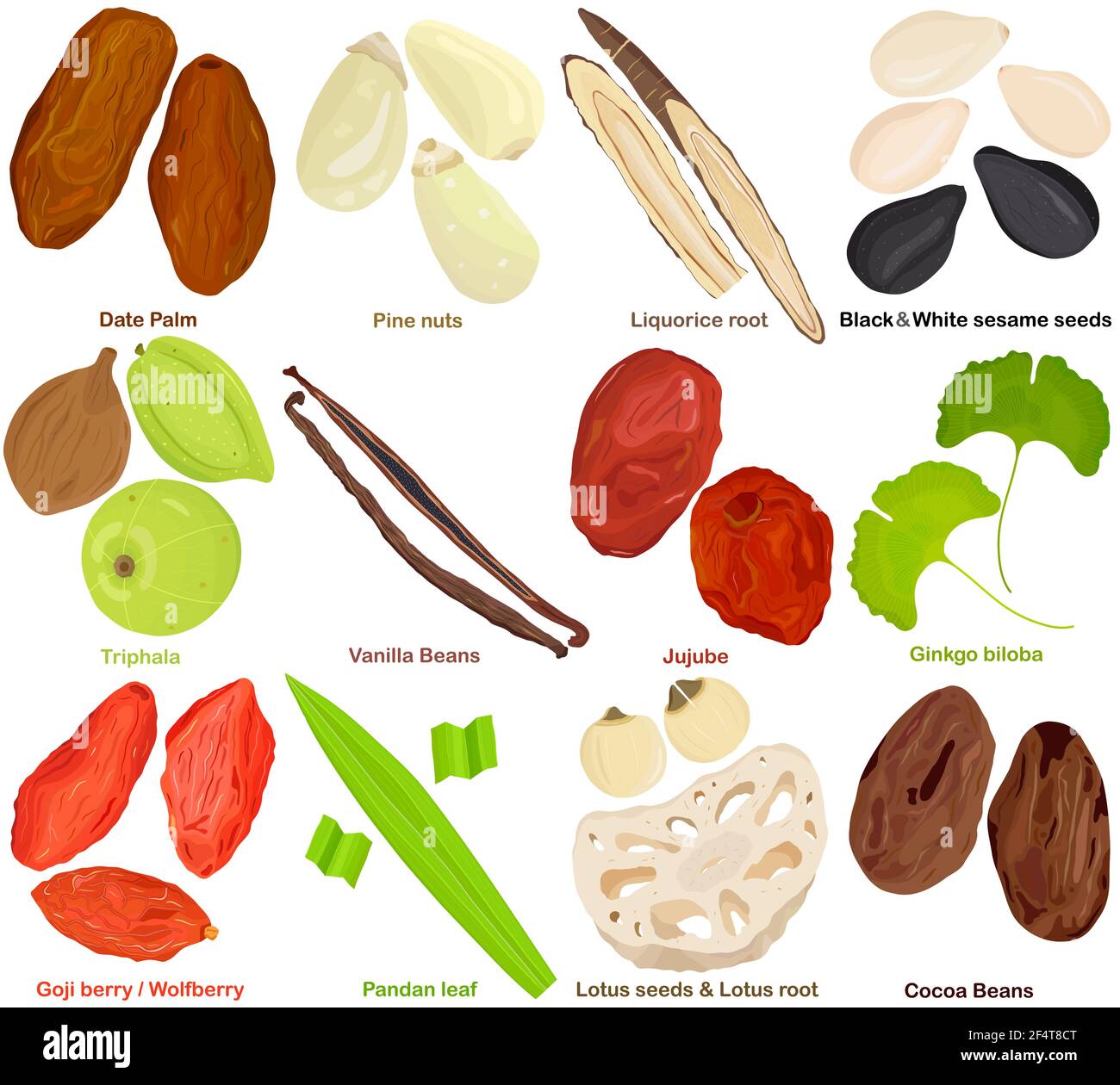 Vettore di erbe aromatiche culinarie. Frutta diversa, radice, seme, foglie - palma da dattero, noce di pino. Liquirizia, sesamo, Triphala, vaniglia, Jujube, Ginkgo, GU Illustrazione Vettoriale