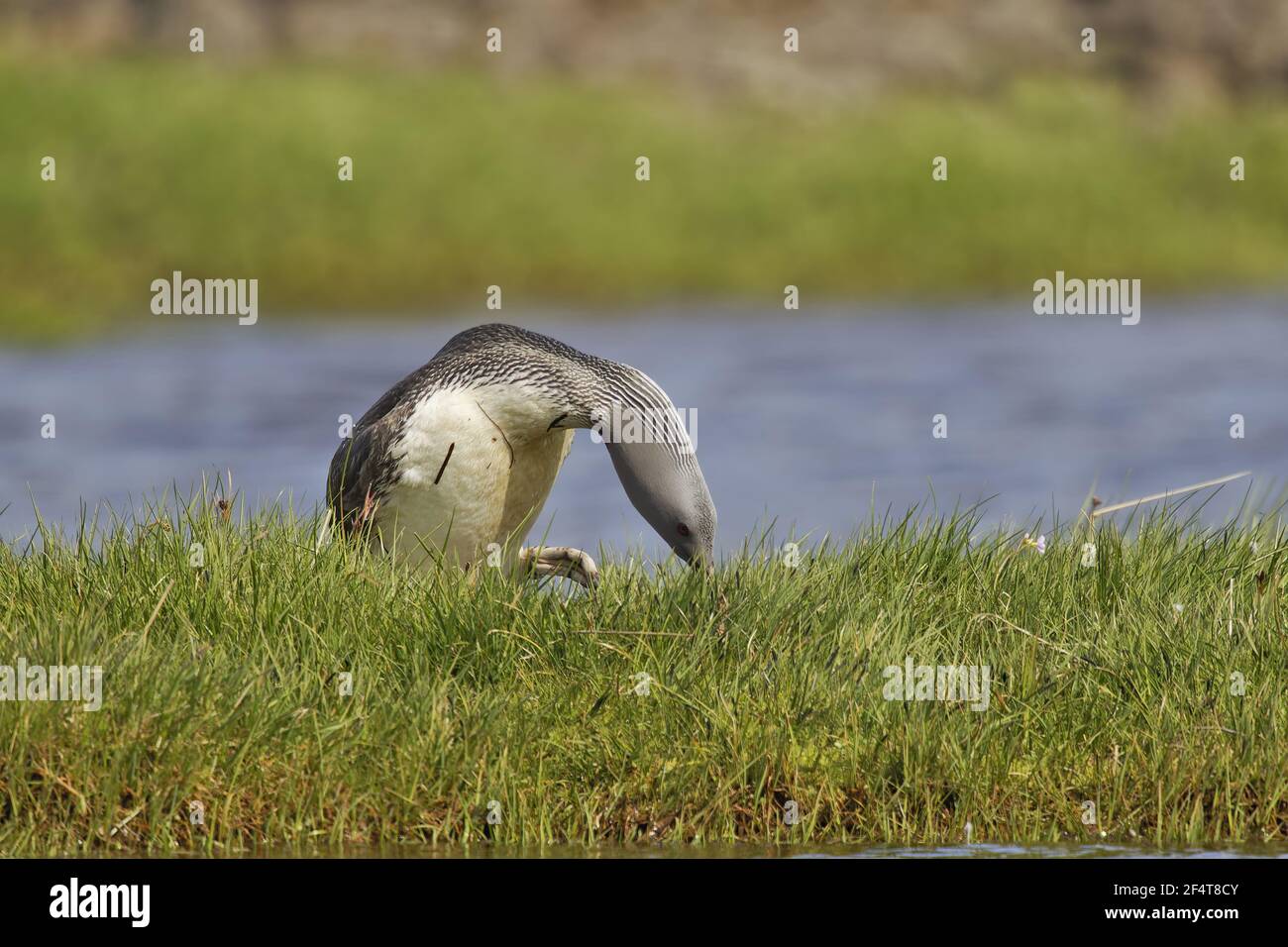 Rosso-throated Diver - su nest Gavia stellata Islanda BI025956 Foto Stock