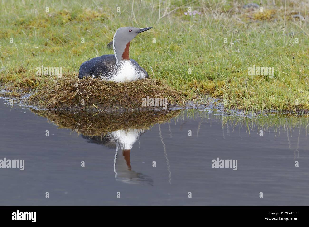 Rosso-throated Diver - su nest Gavia stellata Islanda BI025959 Foto Stock