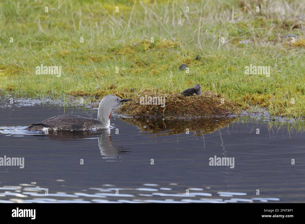 Rosso-throated Diver - con pulcino Gavia stellata Islanda BI025960 Foto Stock