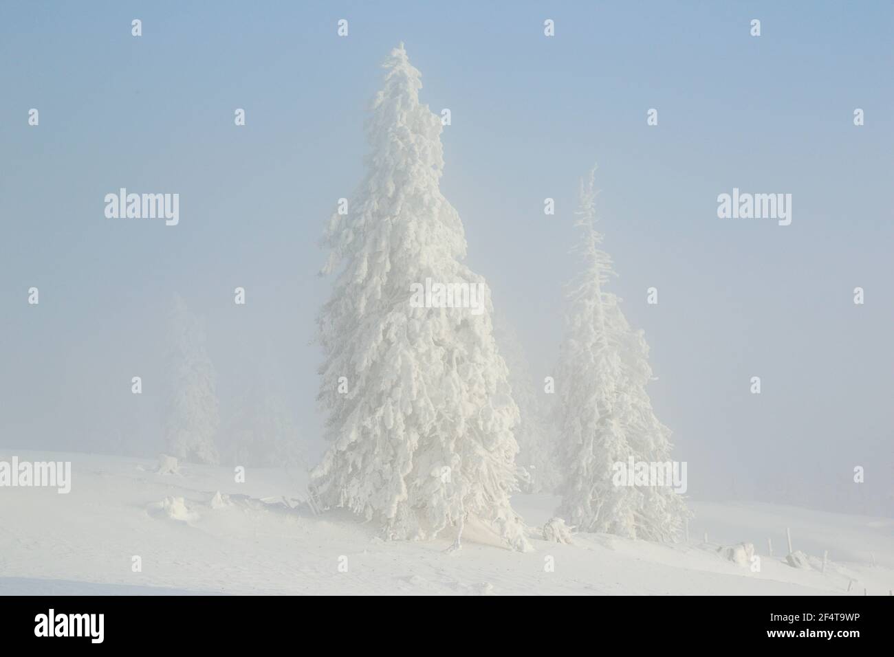 Geografia / viaggio, Svizzera, foresta invernale nella nebbia, diritti-aggiuntivi-liquidazione-Info-non-disponibile Foto Stock