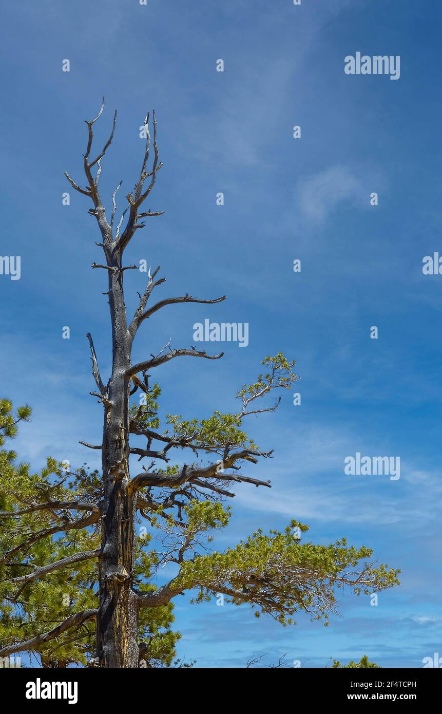 Ponderosa Pine con le radici esposte che crescono su una collina asciutta contro il cielo blu nuvoloso in campagna, che circonda il Bryce Canyon National Park Foto Stock