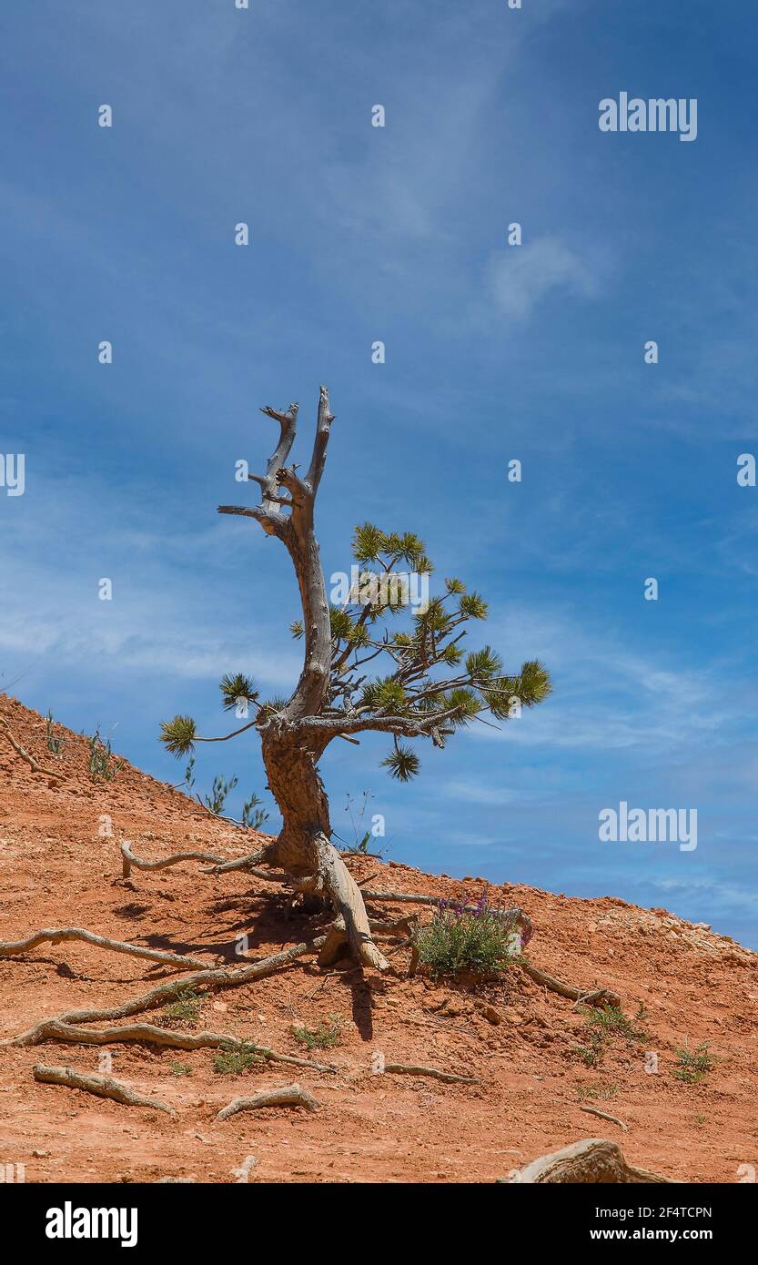 Ponderosa Pine con le radici esposte che crescono su una collina asciutta contro il cielo blu nuvoloso in campagna, che circonda il Bryce Canyon National Park Foto Stock