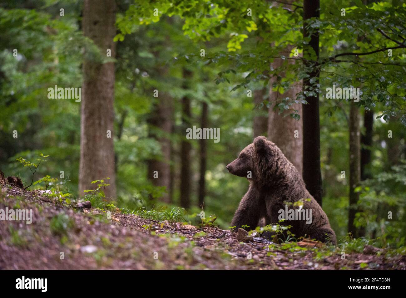 Orso bruno europeo (Ursus arctos), foresta di Notranjska, Slovenia. Foto Stock
