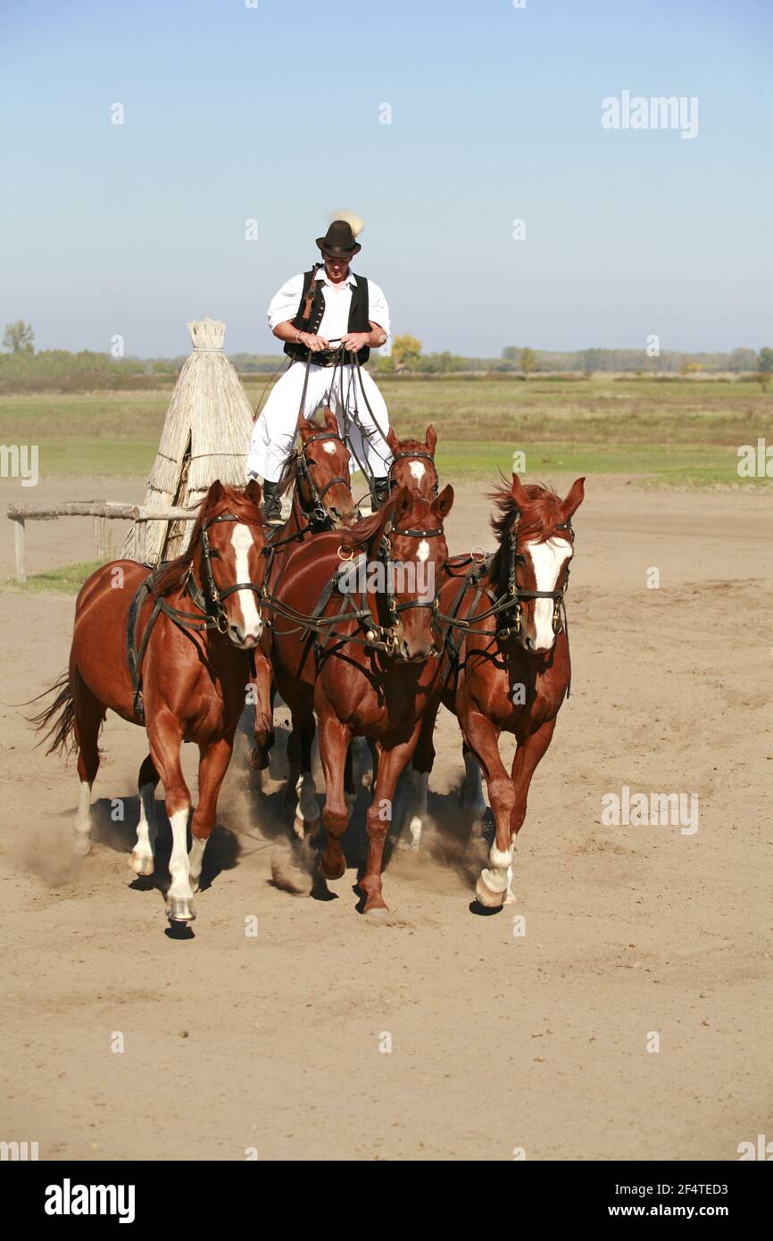 PUSZTA, UNGHERIA, SETTEMBRE 04. 2020: Csikos ungheresi in costume tradizionale folk che mostra i suoi cinque cavalli addestrati. Spettacolo di cavalli tradizionali in Ungheria Foto Stock