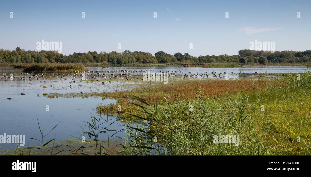 Geografia / viaggio, Germania, Renania Settentrionale-Vestfalia, Munsterland, campo irrigato con acque reflue, Bird sa, diritti aggiuntivi-clearance-Info-non-disponibile Foto Stock