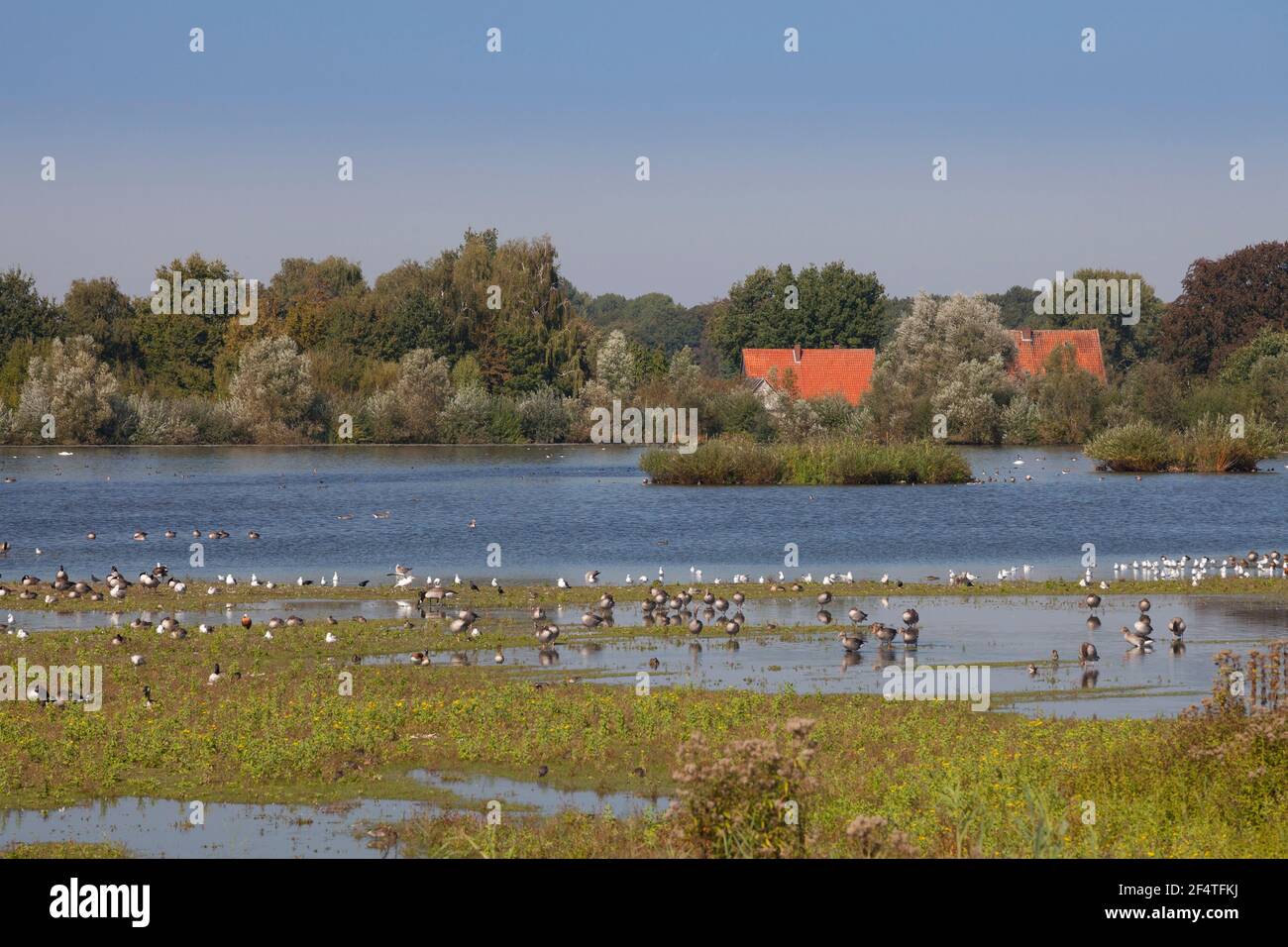 Geografia / viaggio, Germania, Renania Settentrionale-Vestfalia, Munsterland, campo irrigato con acque reflue, Bird sa, diritti aggiuntivi-clearance-Info-non-disponibile Foto Stock