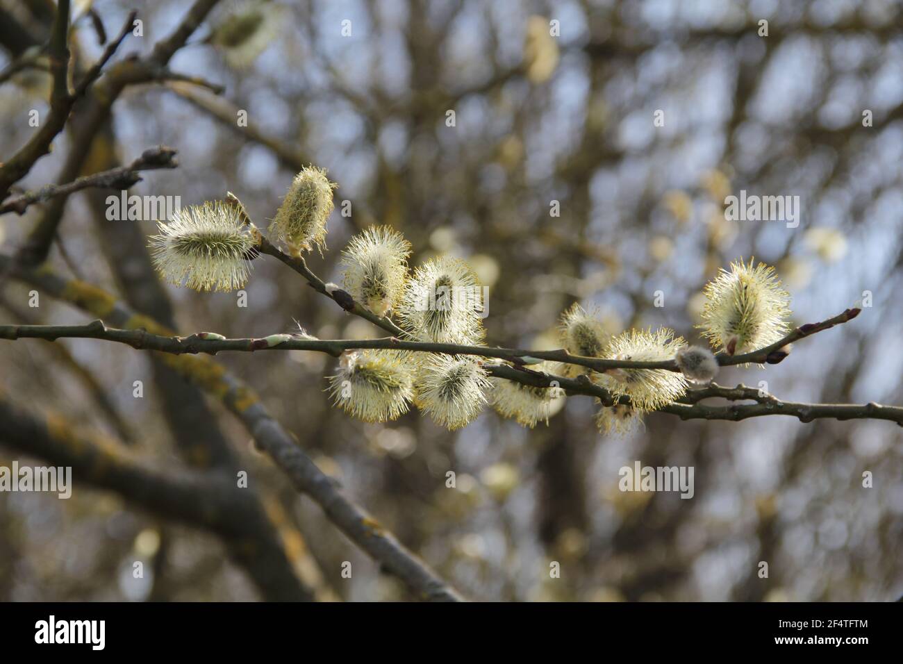 Closeup di giallo morbido fresco delicato ramificazione di catkins sopra una giornata di primavera luminosa e soleggiata sullo sfondo della natura In Lituania Foto Stock