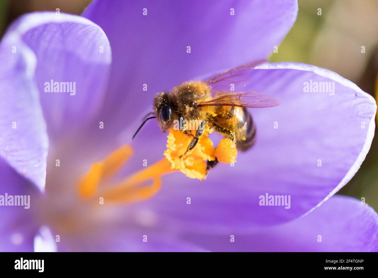 Ape di miele - Apis mellifera - raccogliendo il polline dal croco Foto Stock