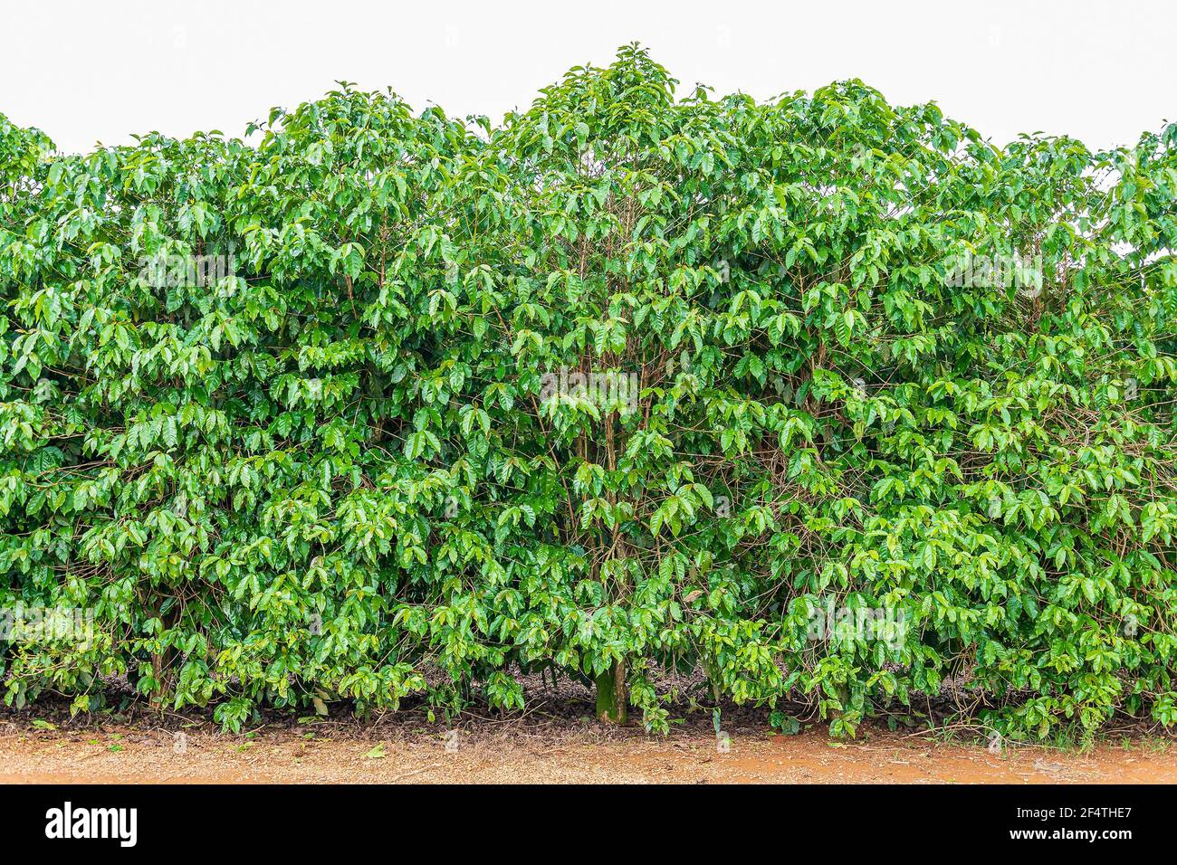 Pianta del caffè senza bacche di caffè ancora, solo la pianta. Caffè brasiliano mineiro, piantagione nello stato di Minas Gerais. Foto Stock