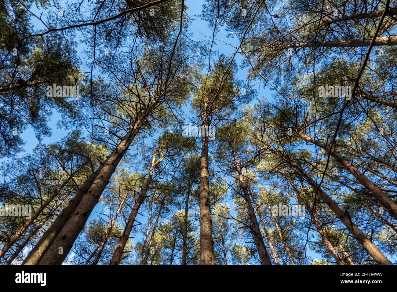 Gli alberi di pino scozzesi contrastano con il cielo blu, l'Hampshire, l'Inghilterra, il Regno Unito, l'Europa Foto Stock