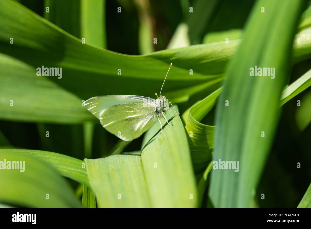 Il cavolo bianco farfalla sulla foglia Foto Stock