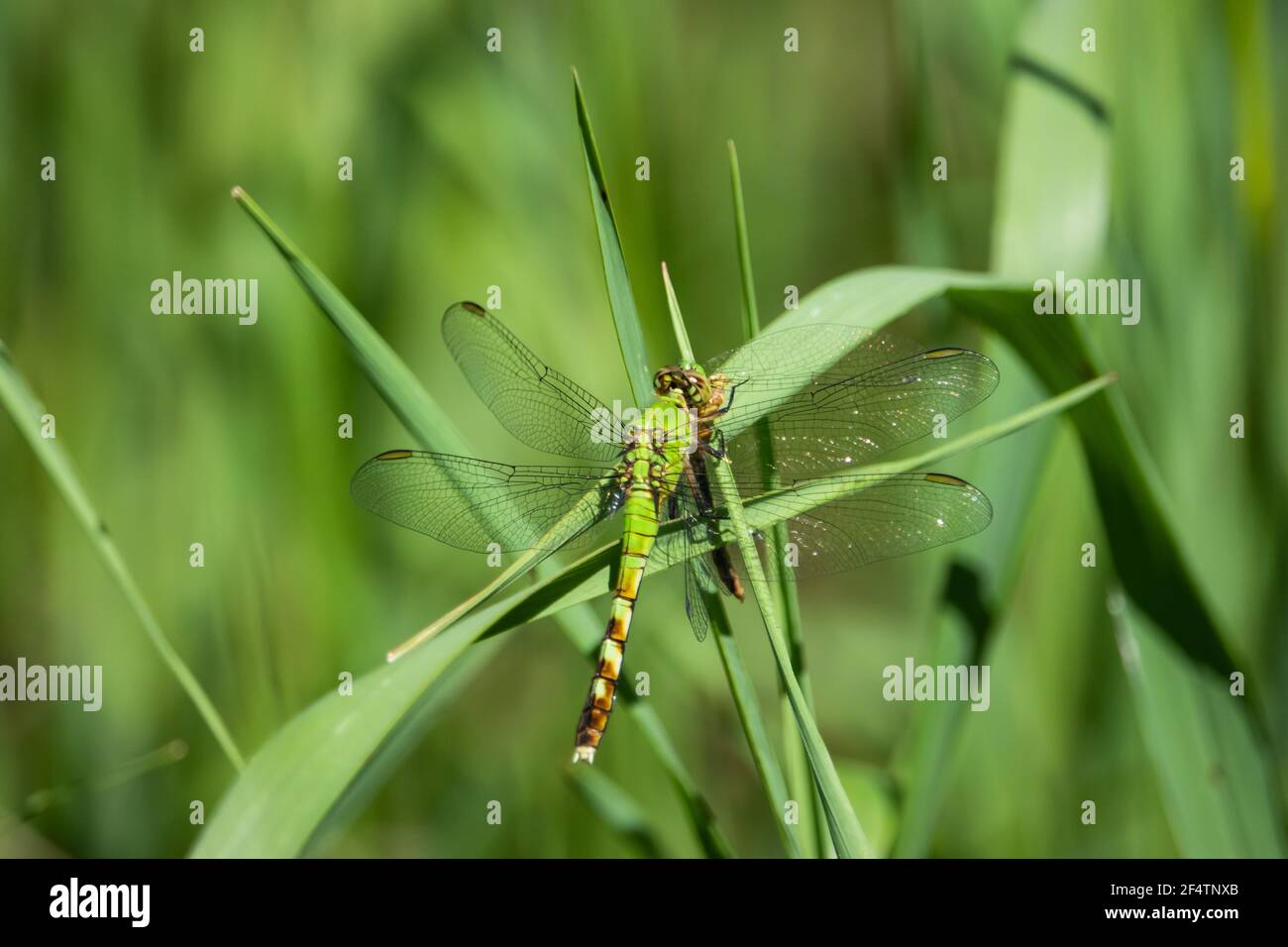 Dragonfly Pondhawk orientale su foglia Foto Stock