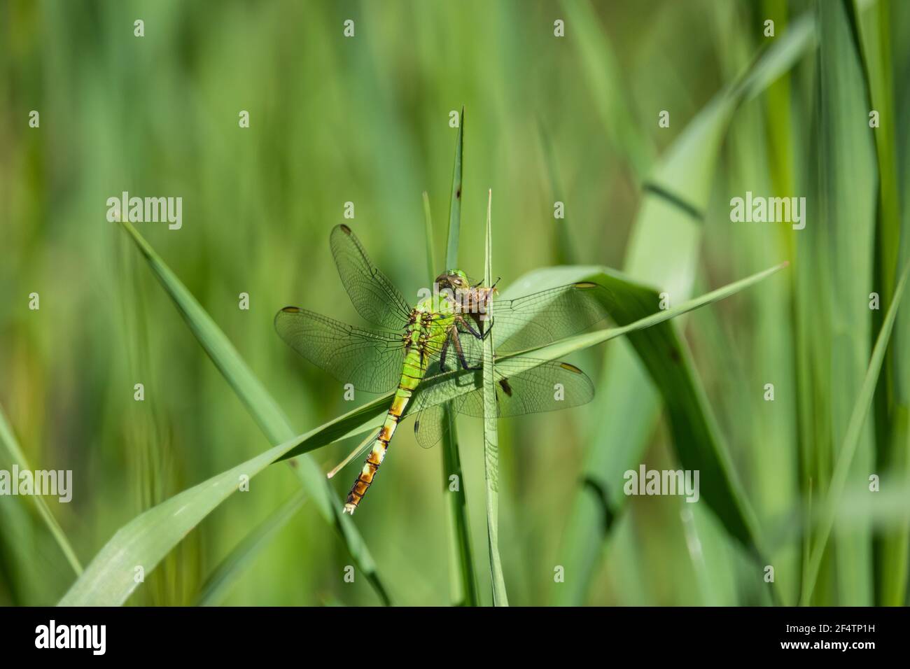 Dragonfly Pondhawk orientale su foglia Foto Stock
