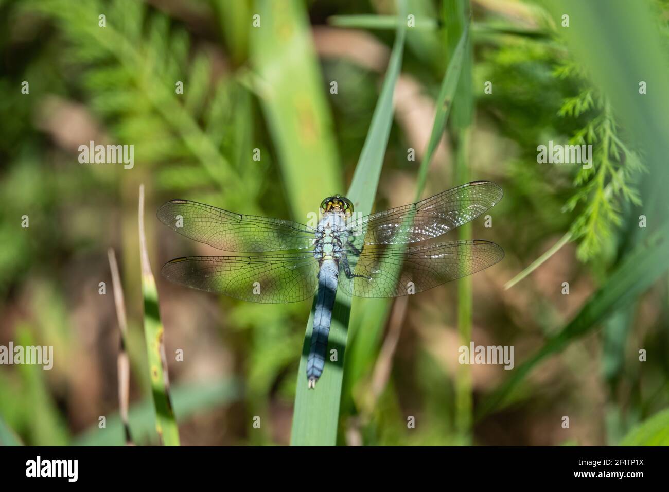 Dragonfly Pondhawk orientale su foglia Foto Stock