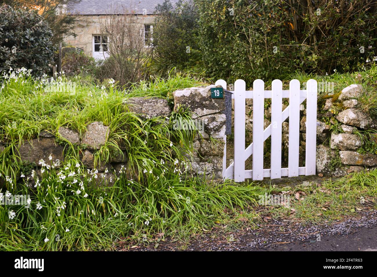 Allium triquetrum all'ingresso di una tipica casa bretone a Port-Blanc, Bretagna, Francia Foto Stock