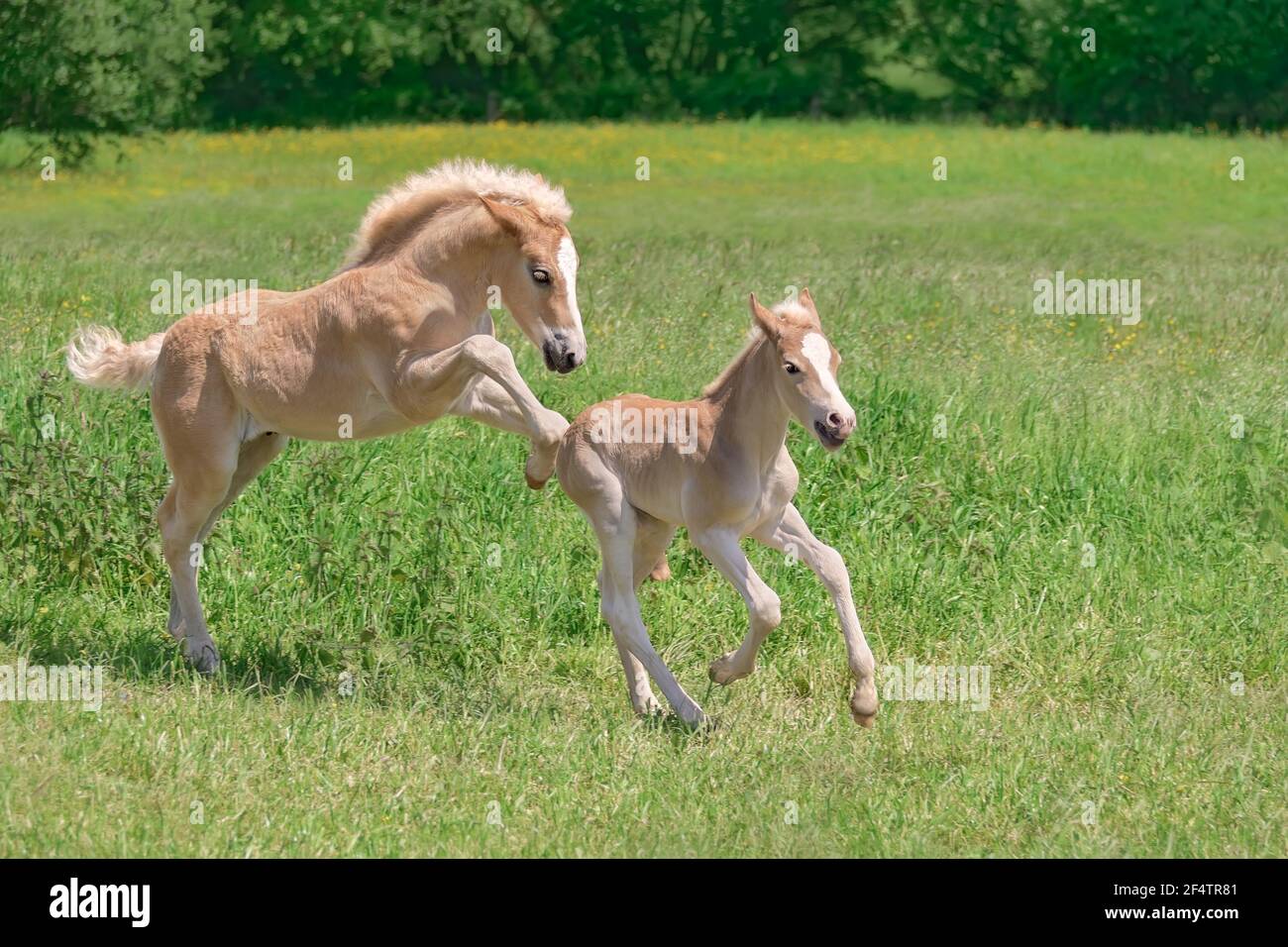 Due divertenti nemici del cavallo Haflinger che giocano, si divertono e corrono su un prato verde in primavera Foto Stock