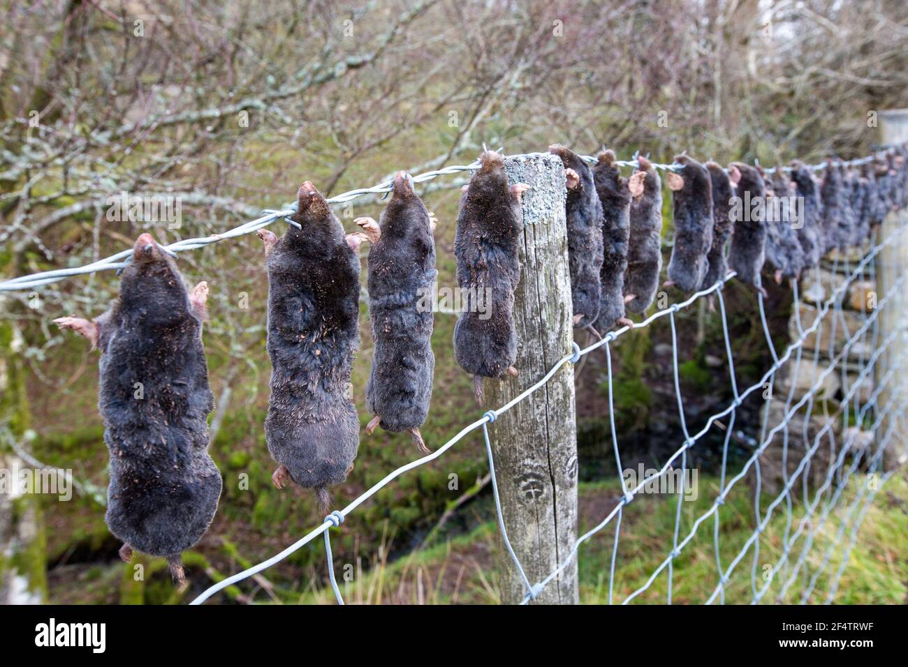 Mans sete di uccidere qualsiasi e tutta la vita vedova. Moles strung su su una recinzione di filo spinato vicino Ullswater, Lake District, UK. Foto Stock