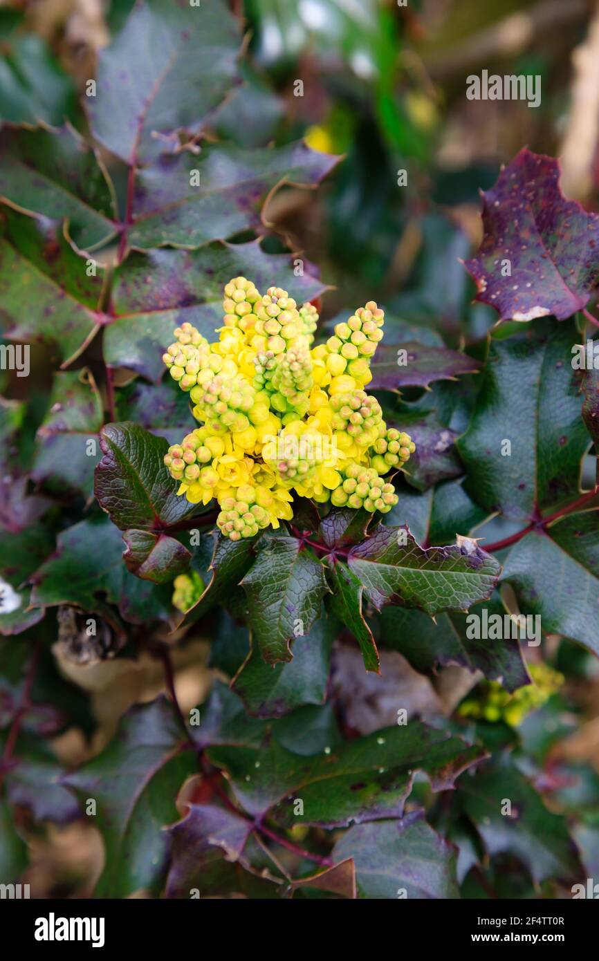 Oregon Grape, Mahonia aquifolium, Yellow Wildflower in a hedgerow, Honington Village, vicino Grantham, Licolnshire, Inghilterra. Foto Stock