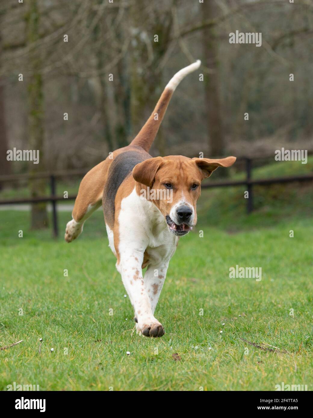 Vecchio Foxhound Inglese Foto Stock