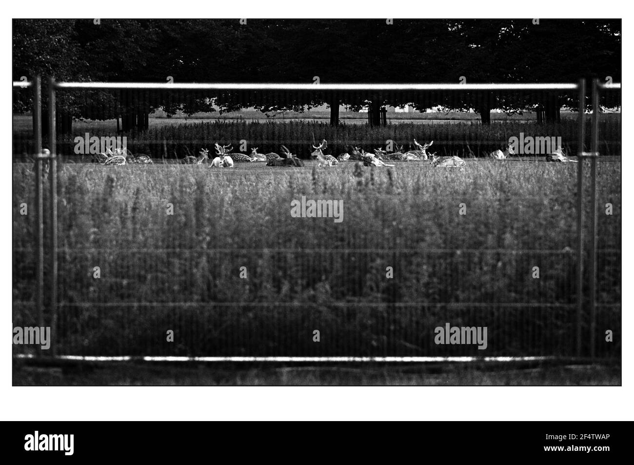 Cervi all'esterno della recinzione del 2000 giugno costruiti per l'Hampton Court Flower Show. I cervi hanno ancora la grande parte del parco e del campo da golf su cui vagare. Lo spettacolo sarà aperto il 4-9 luglio 2000 Foto Stock