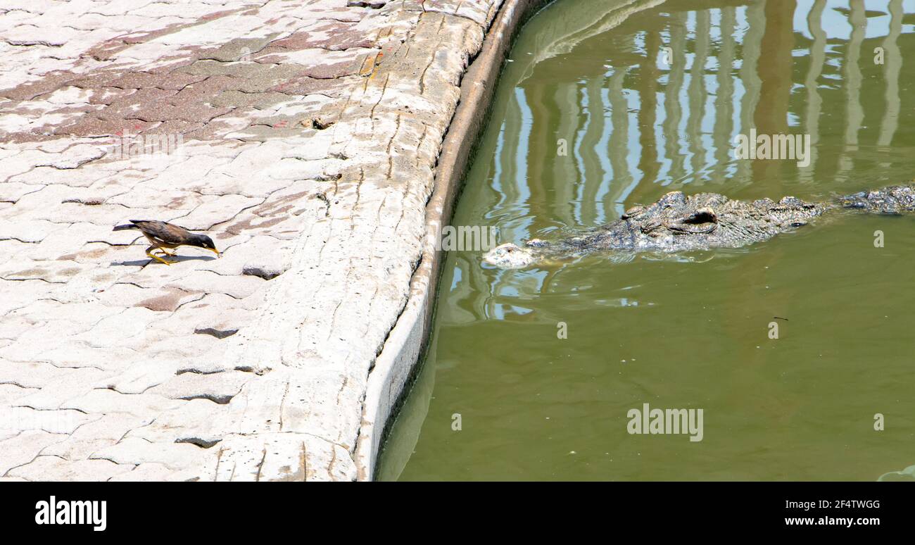 Un coccodrillo nuota verso la riva dove l'uccello cammina. Foto Stock