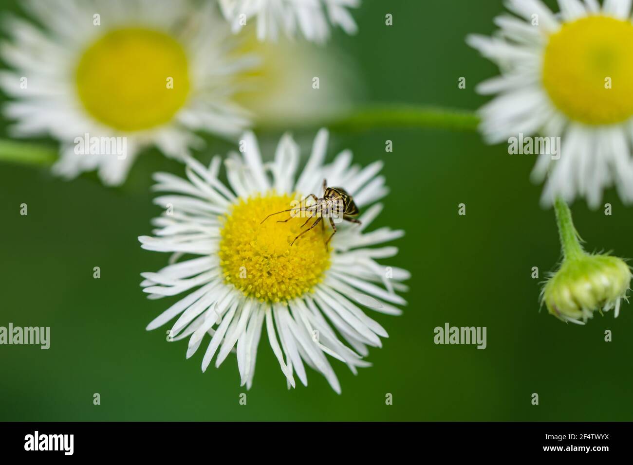 Bug di pianta tarnished sui fiori di Fleabane Foto Stock