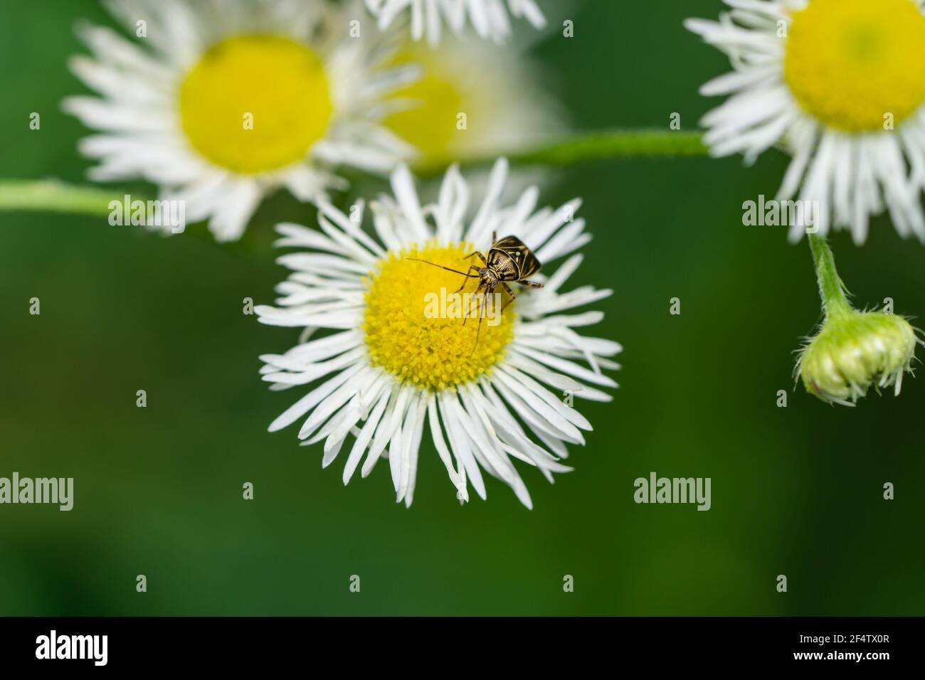 Bug di pianta tarnished sui fiori di Fleabane Foto Stock