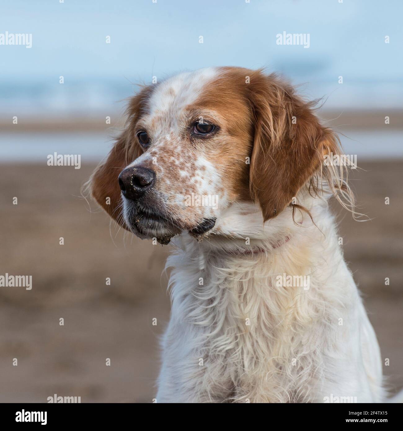 Epagneul Breton cane Foto Stock