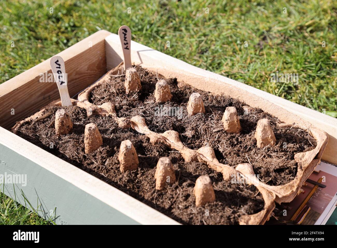 Giardiniere che riporrà un cartone di uovo per germinare semi, Regno Unito Foto Stock