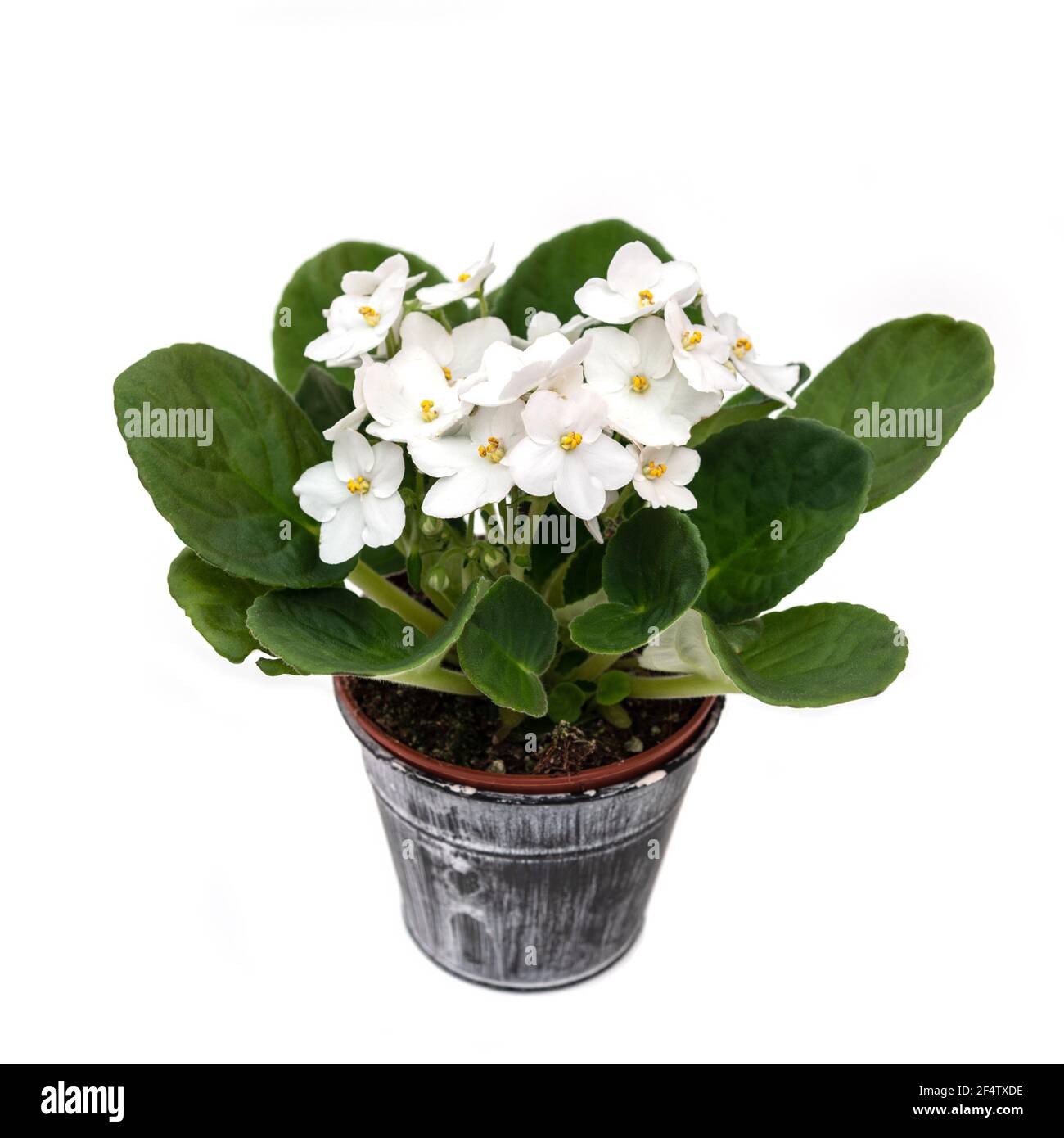 Pianta di fioritura bianca puzzolente in pentola Foto Stock