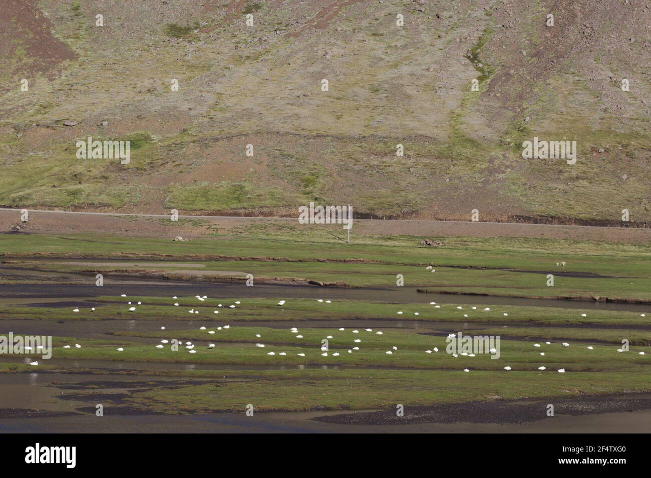 Whooper Swan - Flock in fjordCygnus cygnus Islanda BI026552 Foto Stock