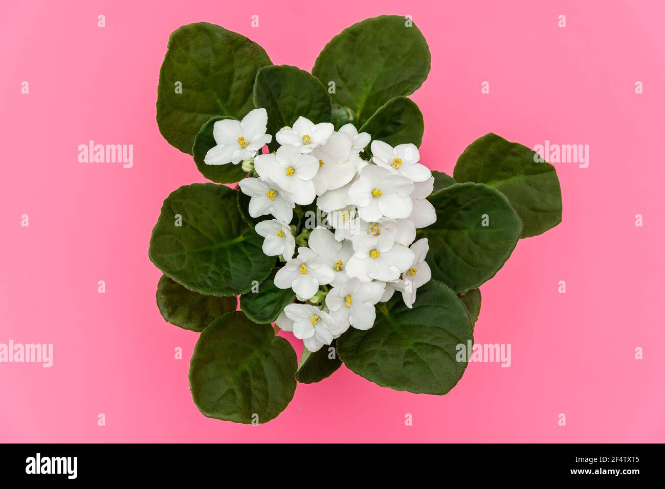 bouquet di violette africane bianche su sfondo rosa Foto Stock