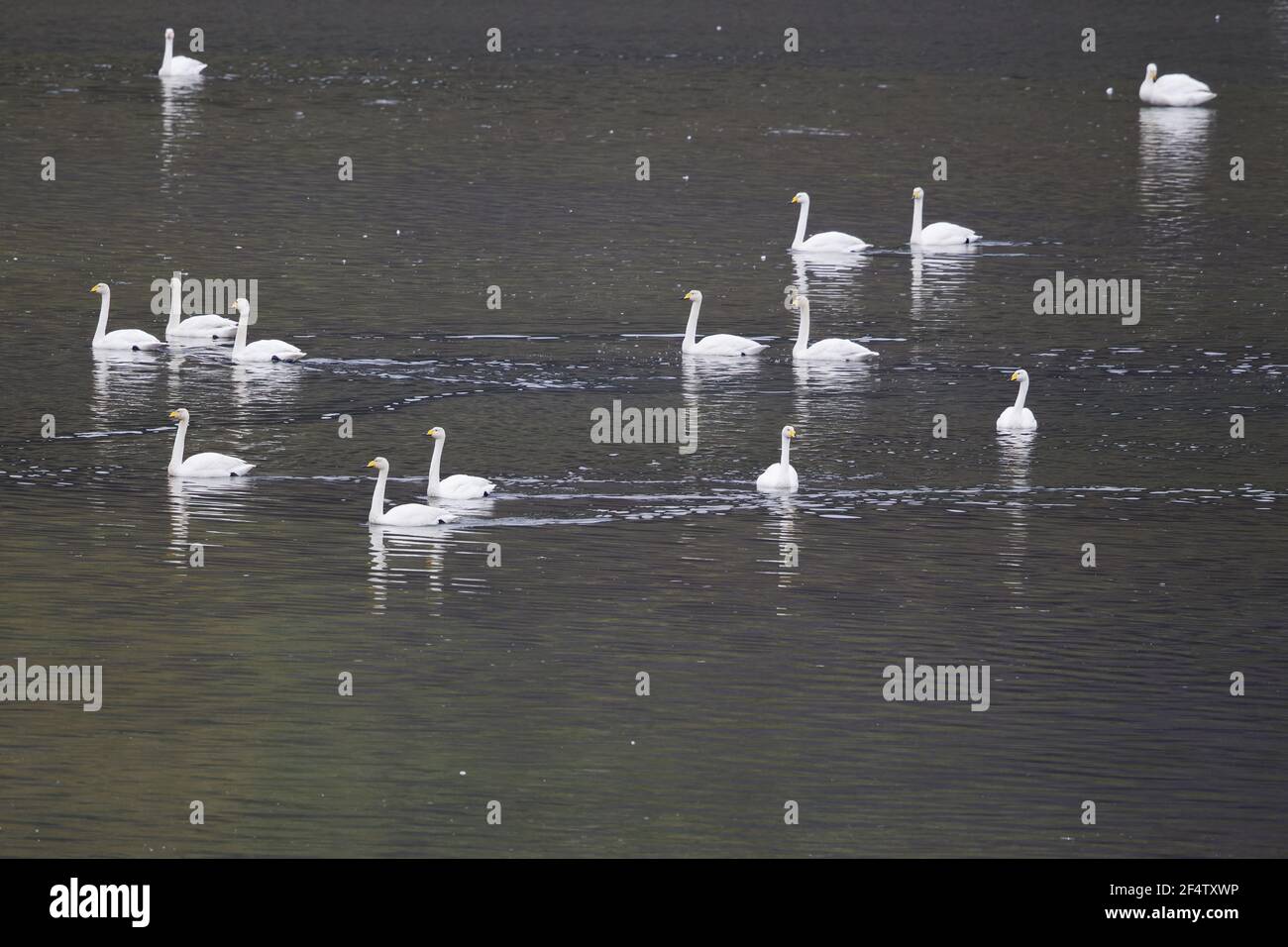 Whooper Swan - Flock in fjordCygnus cygnus Islanda BI026558 Foto Stock