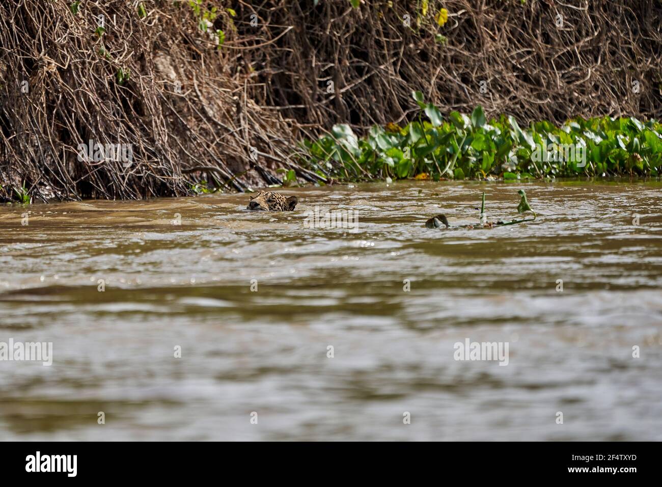 Il giaguaro, Panthera onca, è una grande specie di felidi e l'unico membro esistente del genere Panthera nativo delle Americhe, Jaguar che nuota il fiume Cuiaba Foto Stock