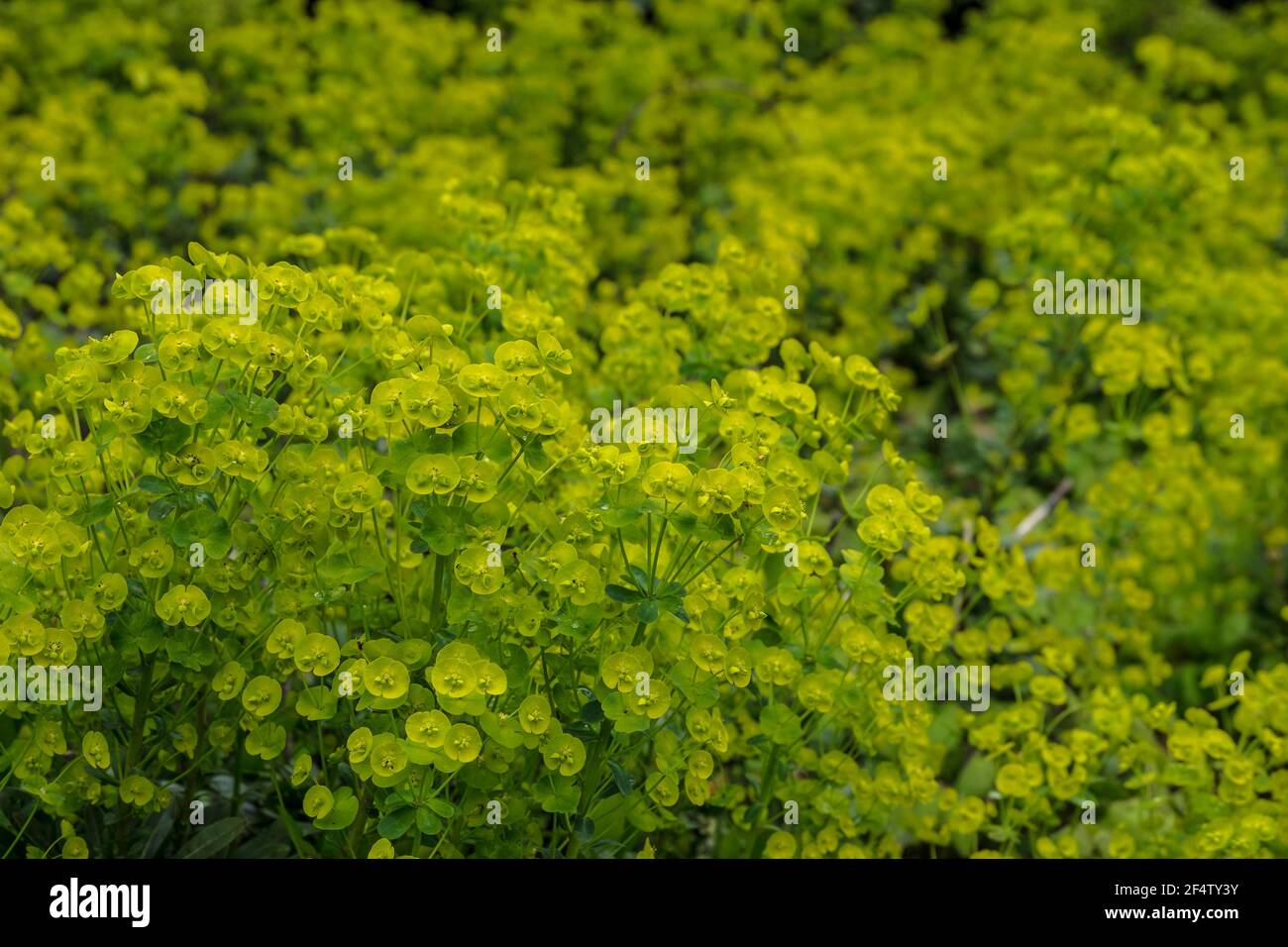 Euphorbia amigdaloides o Wood Spurge è un perenne sempreverde. La complessa infiorescenza verde-gialla appare in tarda primavera e all'inizio dell'estate Foto Stock