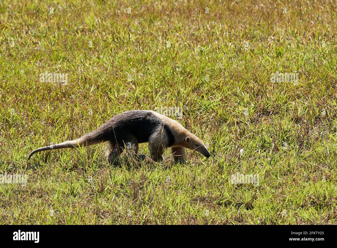 Il tamandua meridionale, il tamandua tetradactyla, anch'esso anteater colato o anteater minore, è una specie di anteater sudamericano, foraggiante su un prato Foto Stock