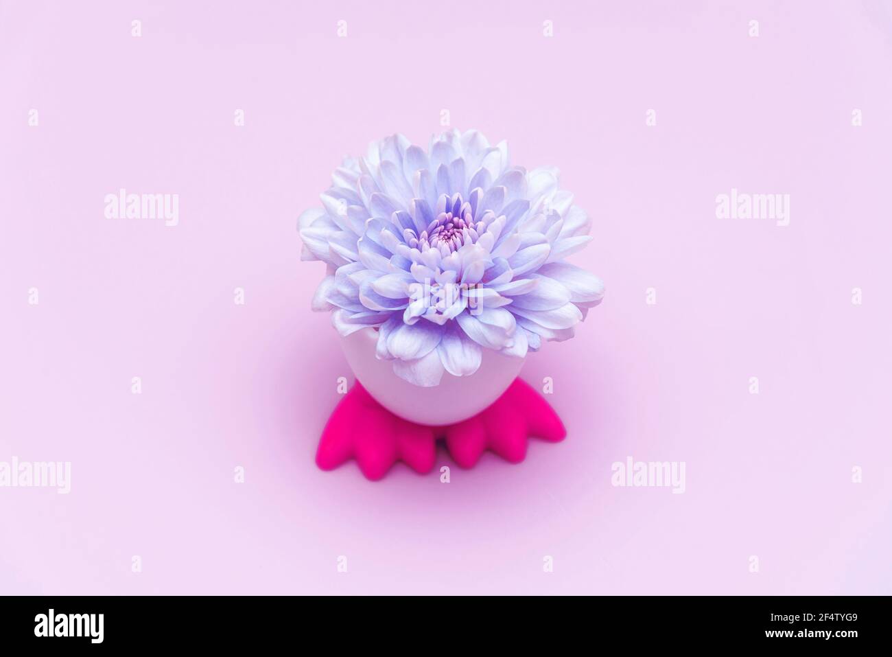 Pianta fresca puzzolente in contenitore divertente Foto Stock