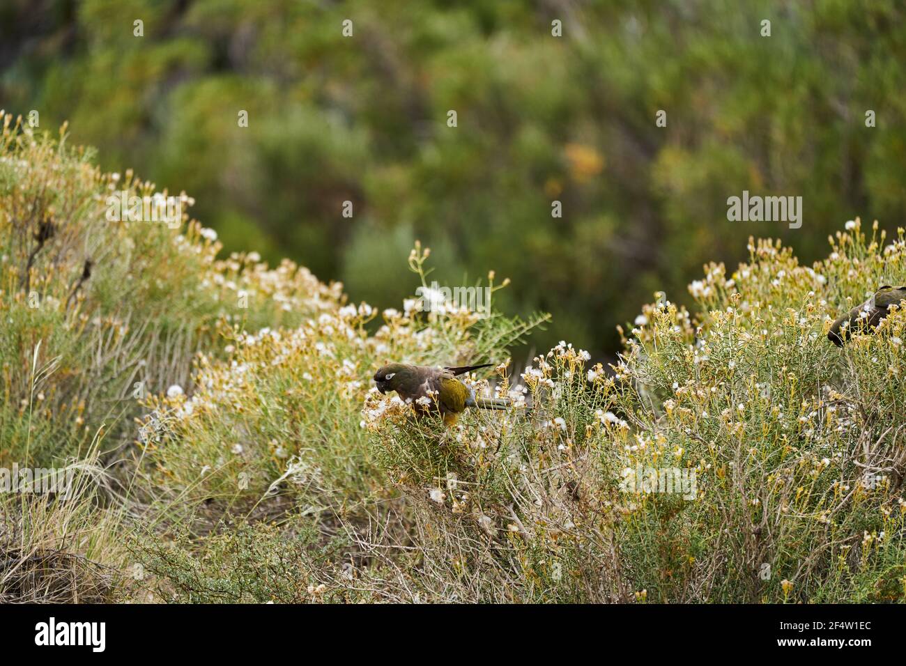 Gregge di pappagalli di burrowing, Cyanoliseus patagonus, conosciuto anche come parakeet di burrowing o conure Patagonia, seduto negli arbusti vicino alla Ruta 40 ad Arg Foto Stock