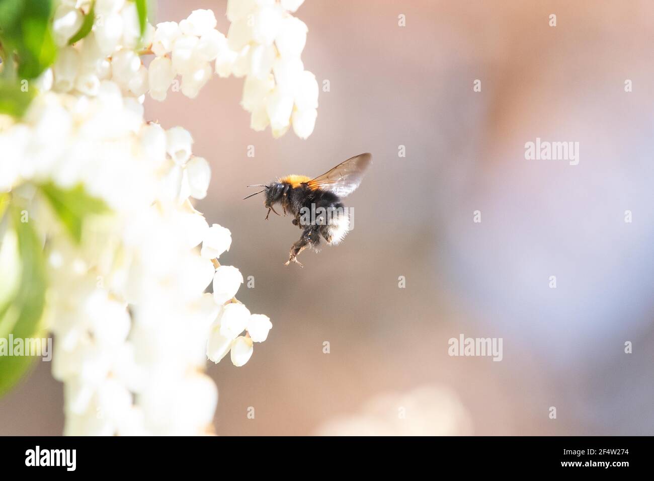 Tree bumblebee regina volare verso pieris japonica in primavera, Scozia, Regno Unito Foto Stock