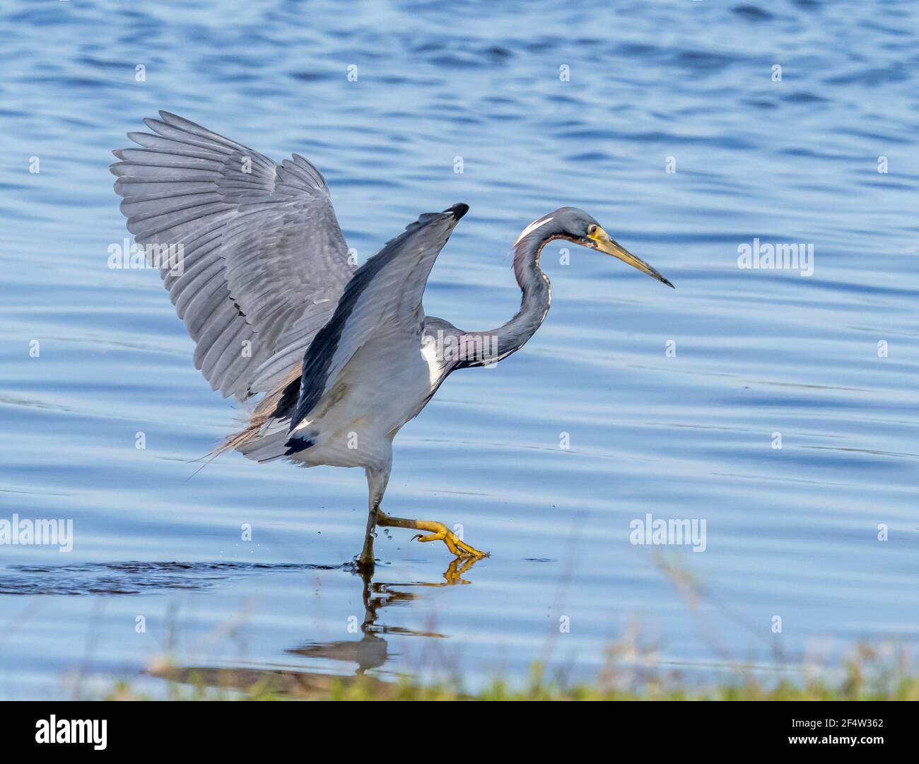 Grande Blue Heron alla ricerca di cibo nel lago superiore Myakka Nel Myakka River state Park a Sarasota, Florida USA Foto Stock